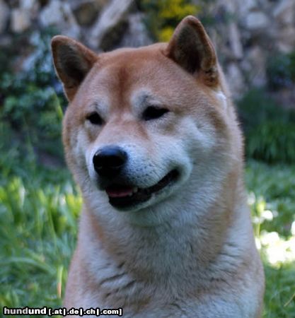 Shiba Hunde Foto 3558 Shiba Shiba Inu Rüde Aikan