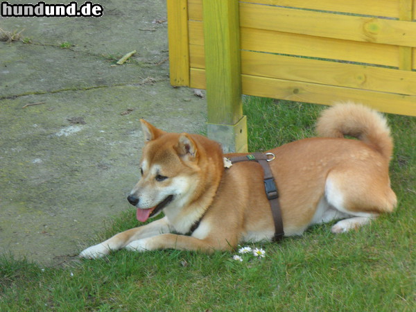 Shiba Aki, Shiba Rüde, 8 Jahre, im Garten