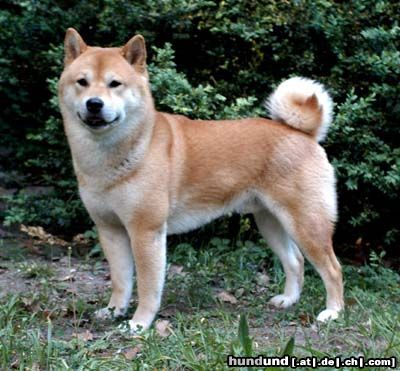 Shiba Hunde Foto 3557 Shiba Buraikan Haito Inu of Yama, genannt Aikan, ein stattlicher Rüde im Alter von 4 Jahren.