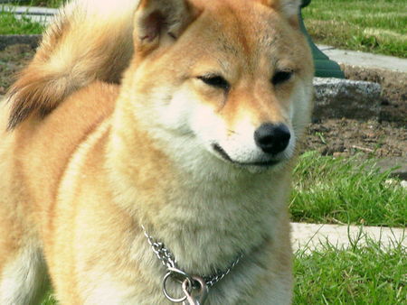 Shiba Hunde Foto 38569 in höherer Auflösung ansehen Shiba !?!