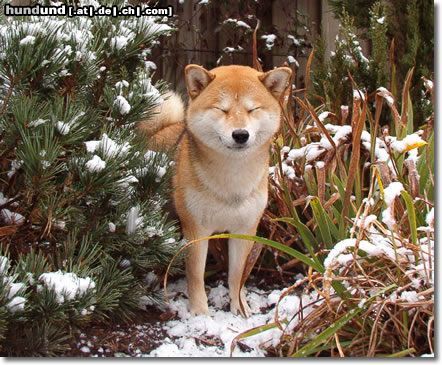 Shiba Hunde Foto 7856 Shiba KuroakaYuukihime