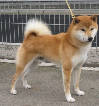 Shiba Hunde Foto 43721 in höherer Auflösung ansehen Shiba we-sedso go Nippo vice weltjugendsieger 08