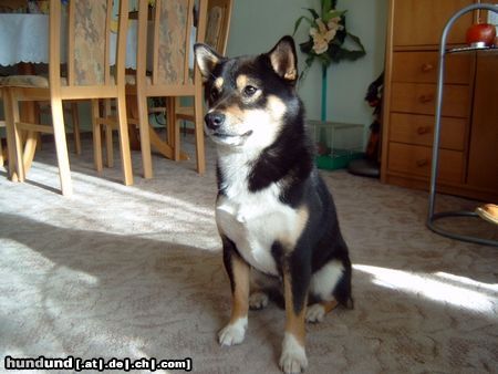 Shiba Hunde Foto 21084 in höherer Auflösung ansehen Shiba Bin ich nicht hübsch???Modelreif!!