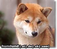 Shiba Hunde Foto 7855 Shiba KuroakaYuukihime