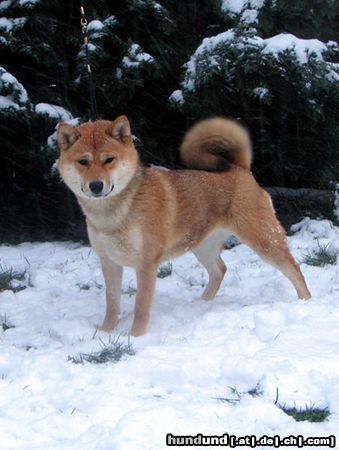 Shiba Hunde Foto 19841 in höherer Auflösung ansehen Shiba ShibaInu Hündin mehrfach prämiert - Zauber Prima Nova