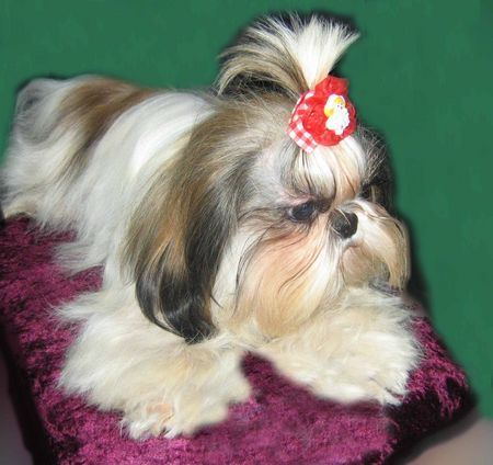 Shih Tzu Hunde Foto 31284 Shih Tzu
