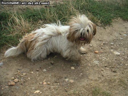 Shih Tzu Hunde Foto 5519 Shih Tzu Speedy