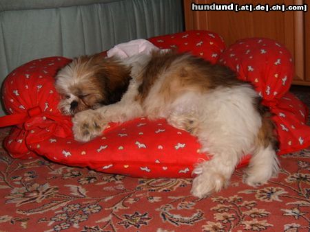 Shih Tzu Hunde Foto 18343 in höherer Auflösung ansehen Shih Tzu