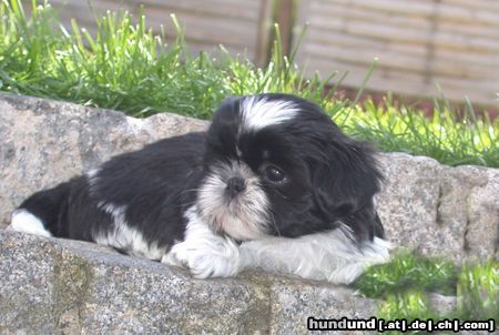 Shih Tzu Hunde Foto 22980 in höherer Auflösung ansehen Shih Tzu