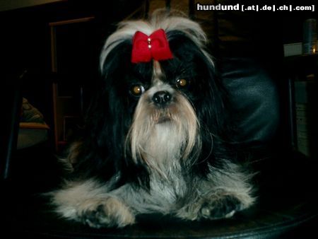 Shih Tzu Hunde Foto 5389 Shih Tzu Chi Chi Ssu de Huan Bao