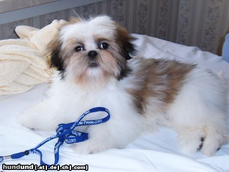 Shih Tzu Hunde Foto 18344 in höherer Auflösung ansehen Shih Tzu Gigi beim