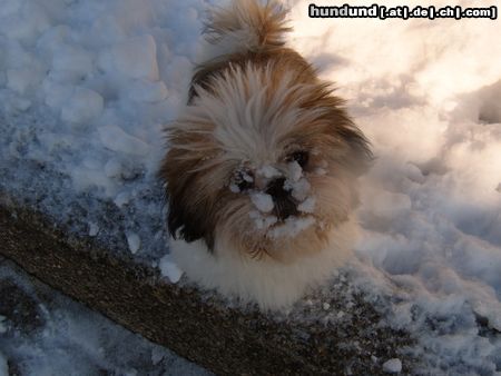 Shih Tzu Hunde Foto 18349 in höherer Auflösung ansehen Shih Tzu Gigi mit