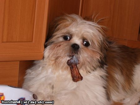 Shih Tzu Hunde Foto 18978 in höherer Auflösung ansehen Shih Tzu Zu viel gefeiert ...