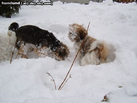 Shih Tzu Hunde Foto 18979 in höherer Auflösung ansehen Shih Tzu