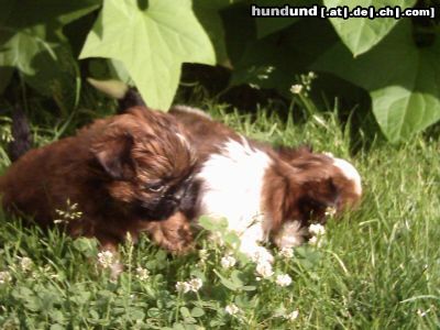 Shih Tzu Hunde Foto 4512 Shih Tzu Knuddellöwe