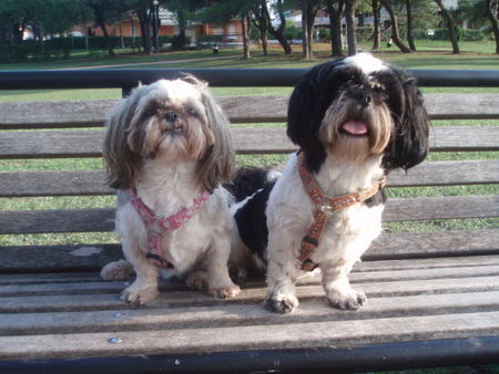 Shih Tzu Hunde Foto 39582 in höherer Auflösung ansehen Shih Tzu Stella und Chiara auf der Bank im Urlaub in Italien