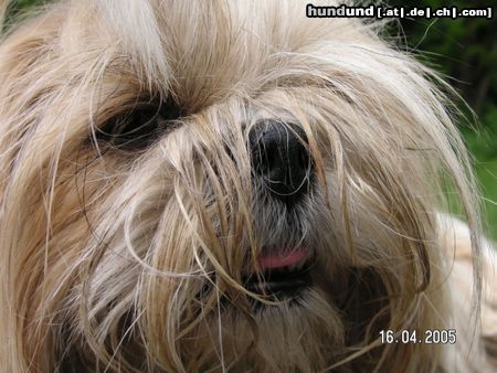 Shih Tzu Hunde Foto 22161 Shih Tzu speedy