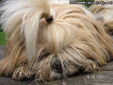 Shih Tzu Hunde Foto 22162 Shih Tzu speedy