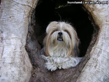 Shih Tzu Hunde Foto 22163 Shih Tzu speedy