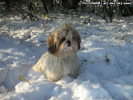Shih Tzu Hunde Foto 6420 Shih Tzu Speedy