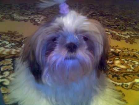 Shih Tzu Hunde Foto 28258 in höherer Auflösung ansehen Shih Tzu hallo