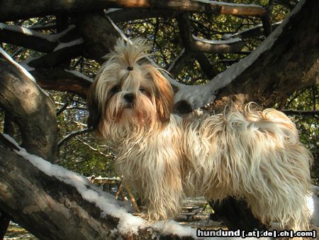 Shih Tzu Hunde Foto 6421 Shih Tzu Speedy