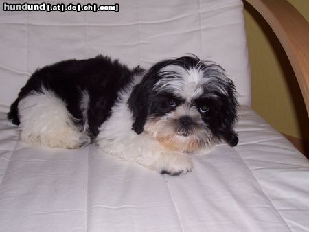 Shih Tzu Hunde Foto 24303 in höherer Auflösung ansehen Shih Tzu mein süsser