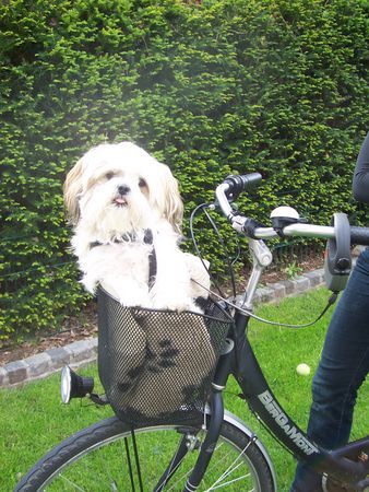 Shih Tzu Unsere Jessy