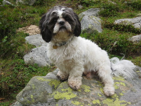Shih Tzu Hunde Foto 30333 in höherer Auflösung ansehen Shih Tzu Max am Berg