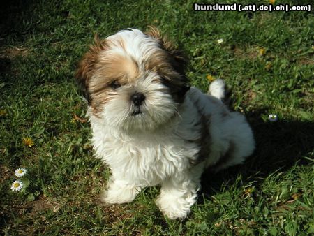Shih Tzu Speedy