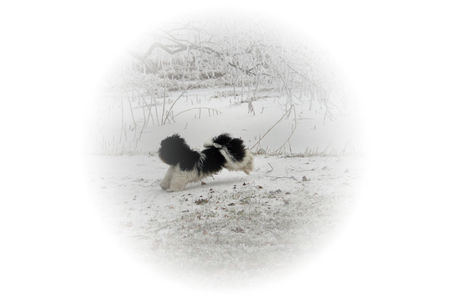Shih Tzu Hunde Foto 42857 Shih Tzu unsere süsse Benim