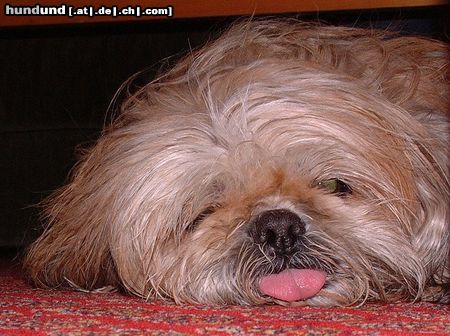 Shih Tzu Hunde Foto 4969 Shih Tzu Eylina