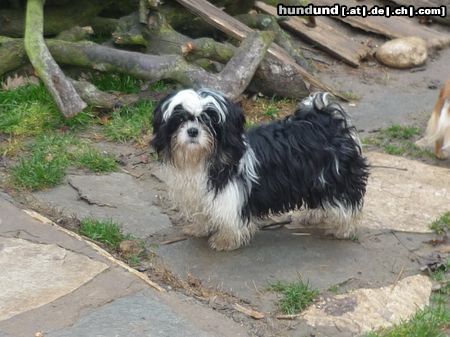 Shih Tzu Hunde Foto 46149 Shih Tzu Lester, Jungrüde, für zucht und Ausstellung geeignet, abzugeben