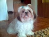 Shih Tzu Hunde Foto 31115 in höherer Auflösung ansehen Shih Tzu hi