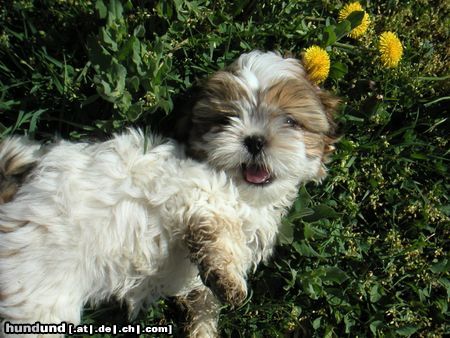 Shih Tzu Hunde Foto 3711 Shih Tzu Speedy