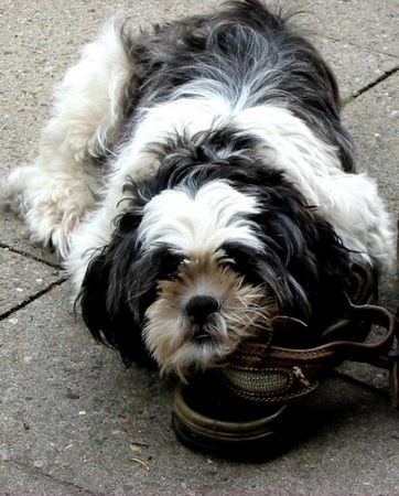 Shih Tzu Hunde Foto 33895 in höherer Auflösung ansehen Shih Tzu Shiva
