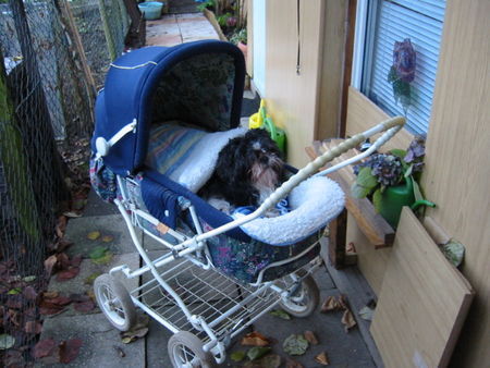 Shih Tzu Hunde Foto 27773 in höherer Auflösung ansehen Shih Tzu ...meine mobile Winter-Hundecouch für den Garten...Monti