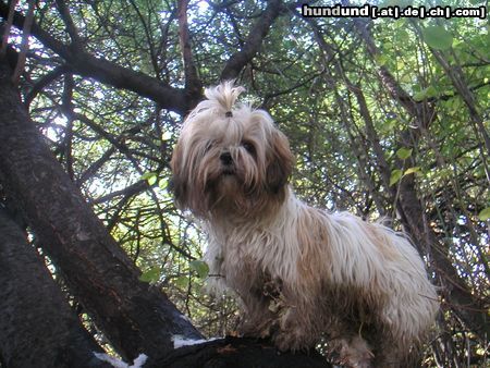 Shih Tzu Hunde Foto 7238 Shih Tzu Speedy