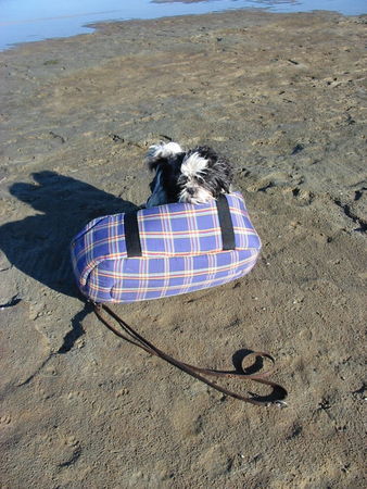 Shih Tzu Hunde Foto 32958 in höherer Auflösung ansehen Shih Tzu Shiva