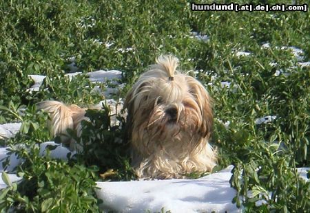 Shih Tzu Hunde Foto 7239 Shih Tzu Speedy