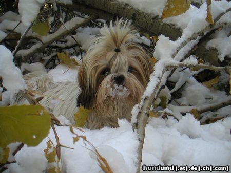 Shih Tzu Hunde Foto 6419 Shih Tzu Speedy