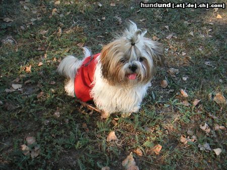 Shih Tzu Hunde Foto 5862 Shih Tzu speedy