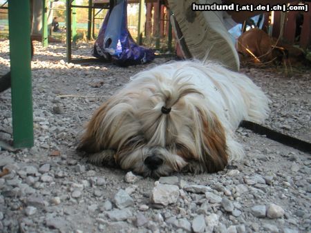 Shih Tzu Hunde Foto 5863 Shih Tzu speedy