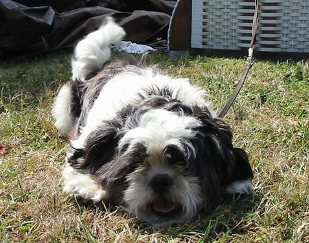 Shih Tzu Hunde Foto 33091 in höherer Auflösung ansehen Shih Tzu shiva