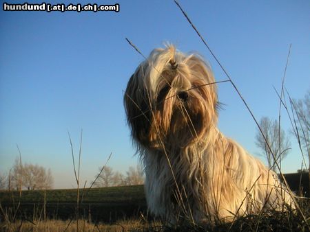 Shih Tzu Hunde Foto 7709 Shih Tzu Speedy
