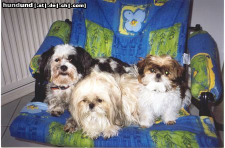 Shih Tzu Hunde Foto 22837 Shih Tzu Meine kleine Many