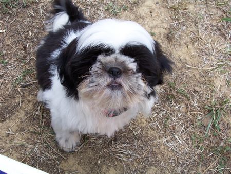 Shih Tzu Hunde Foto 34910 Shih Tzu Mein WIsky