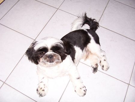 Shih Tzu wisky