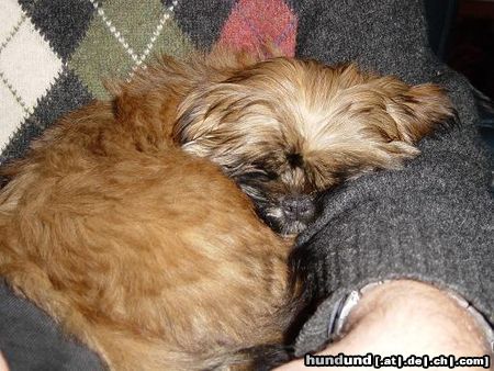 Shih Tzu Hunde Foto 9105 Shih Tzu Amy 12 Wochen jung (Der Neue Gassihund)