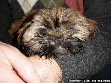 Shih Tzu Hunde Foto 9106 Shih Tzu Amy 12 Wochen jung (Der Neue Gassihund)